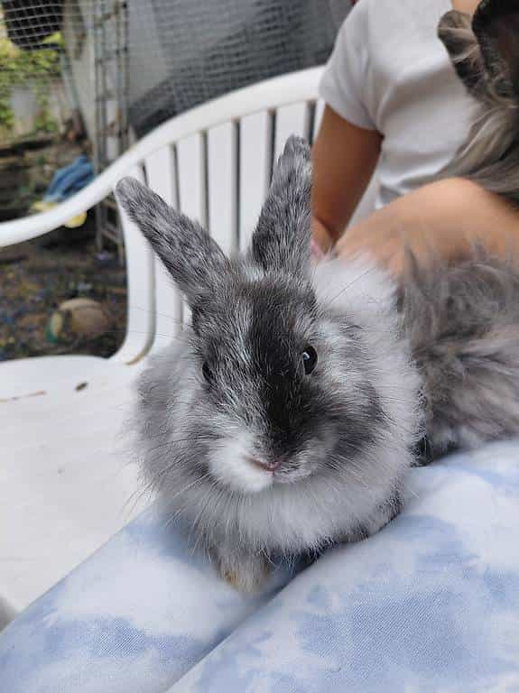 Lapine angora