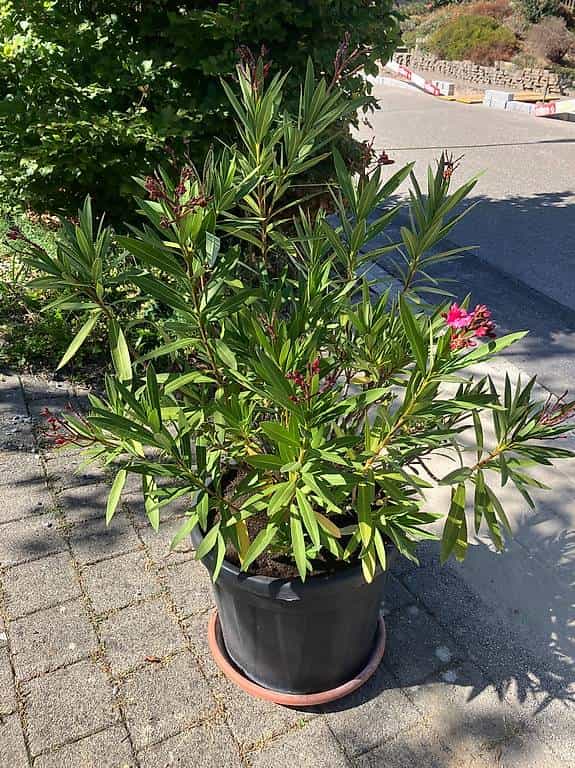 Oleander zu verschenken