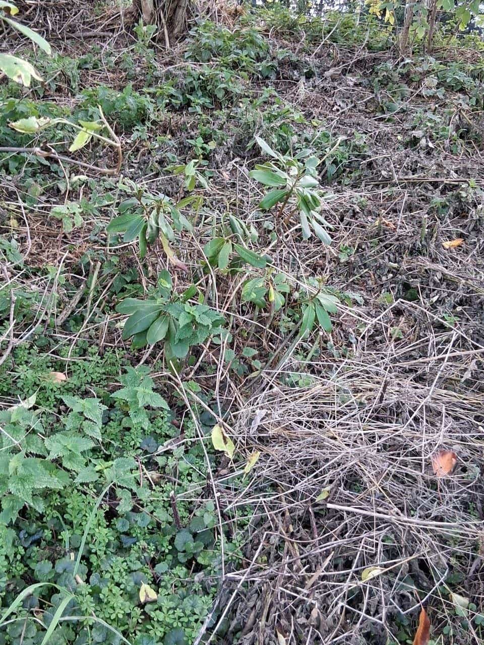 3 Rhododendren zu verschenken