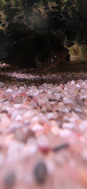 Zebraschmerle gratis abzugeben