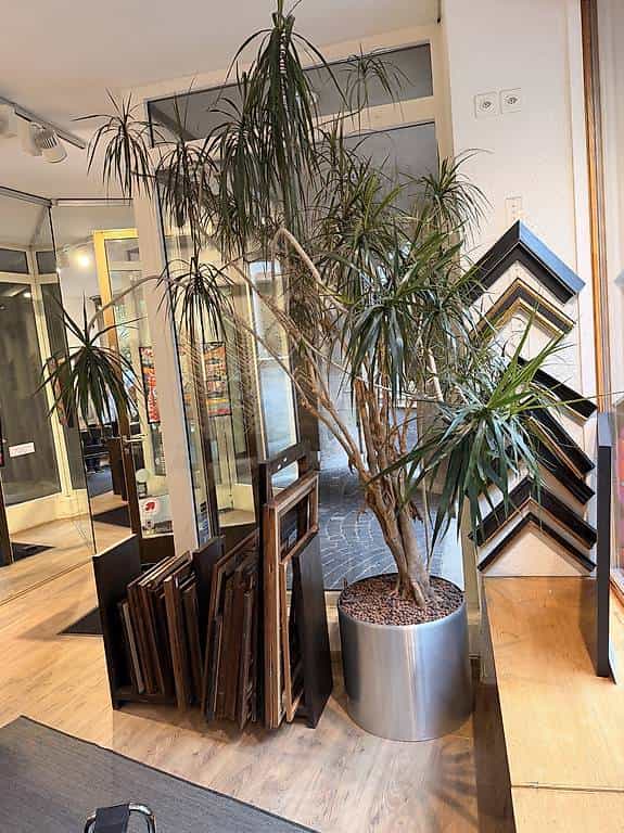 Plante Dracaena Marginata