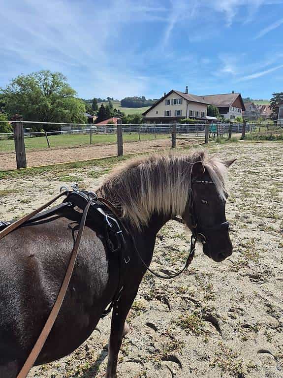 Pipa, jolie ponette