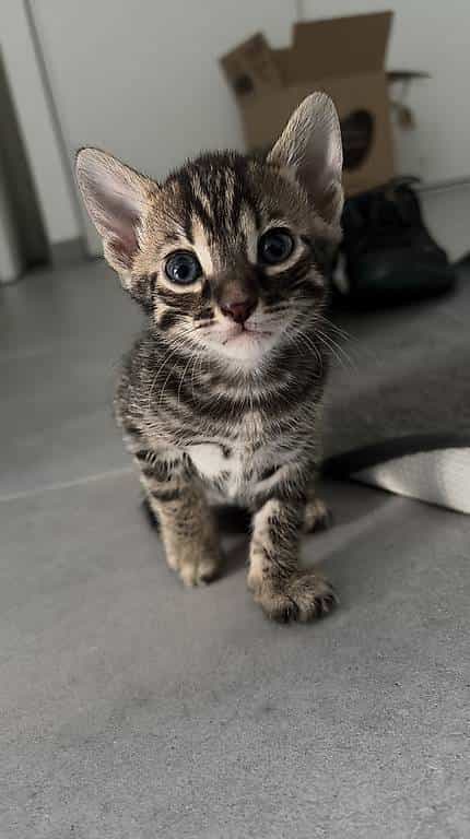 Chaton Bengal loof