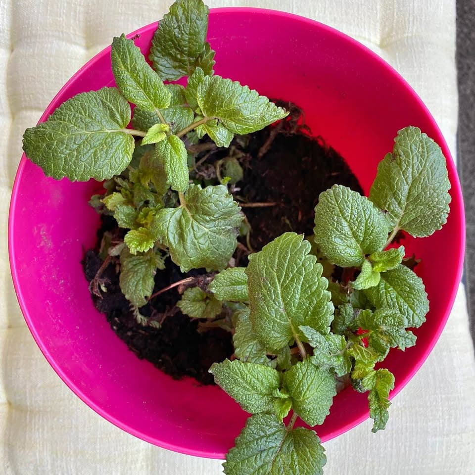 Zitronenmelisse Setzling für Garten oder Balkon gratis abzugeben.
Abholen in Hünibach