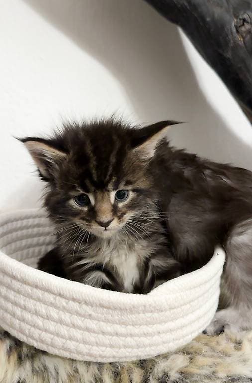 Magnifiques chatons Maine Coon