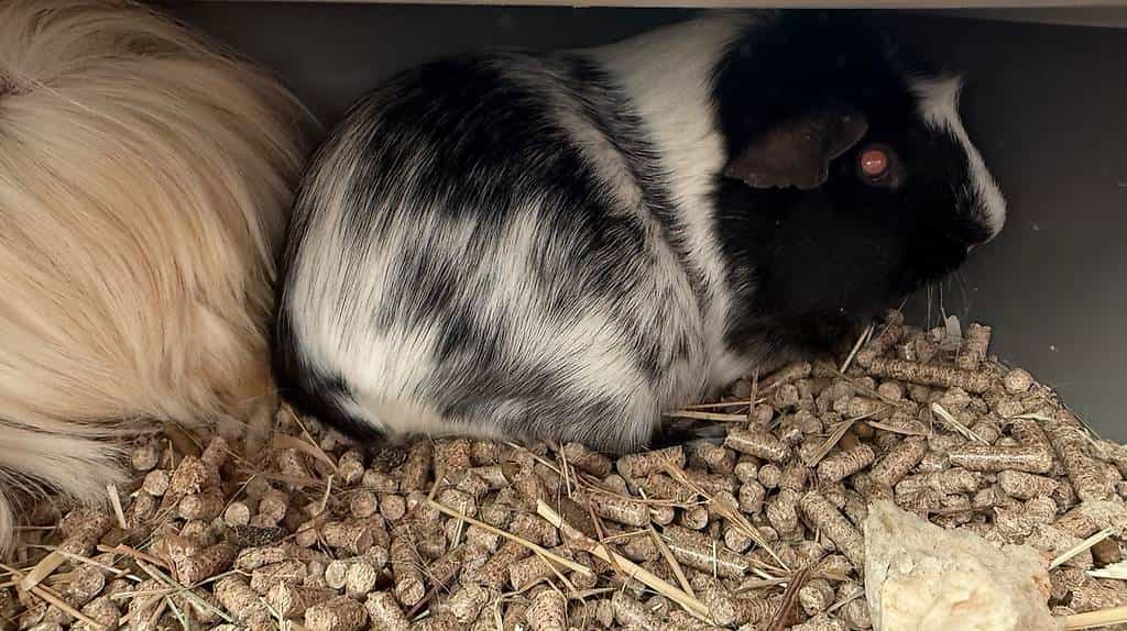 Cochon dinde