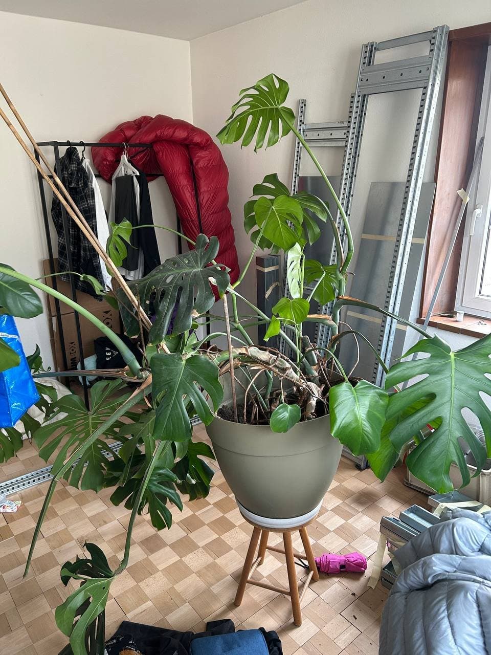 Monstera-Pflanzen und Zubehör