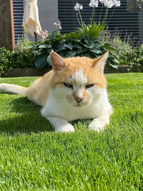 Milou (13 Jahre) sucht ein liebevolles neues Zuhause