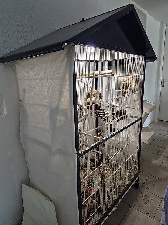 Zebrafinken abzugeben