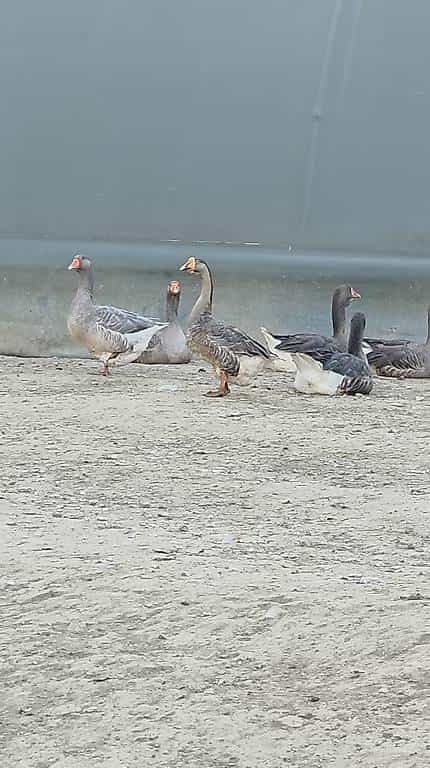 Gänse