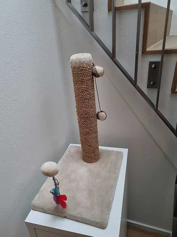 Petit arbre à chat