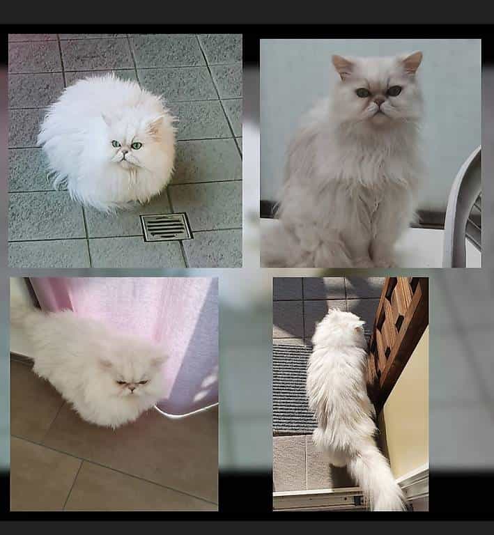 Chinchilla Perser Kater