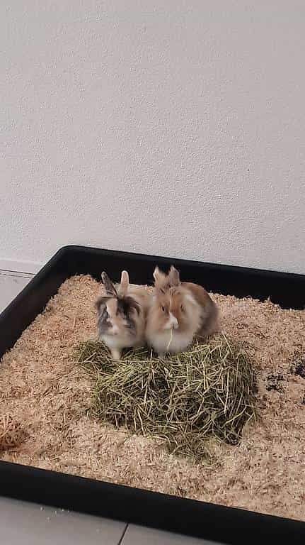Liebevolles Löwenköpfchen-Duo (m/w, jung & aufgeweckt)