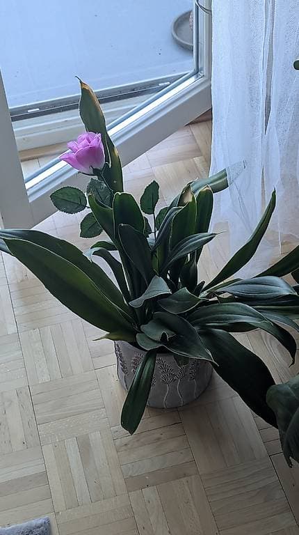 Pflanzen zu verschenken