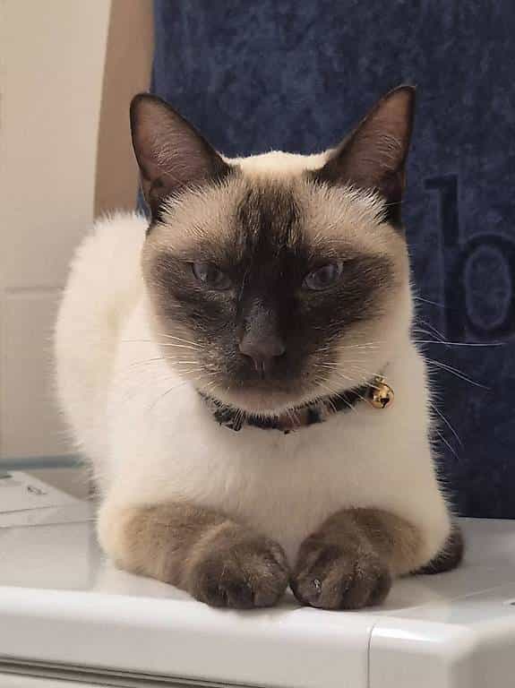 Chat à Donner