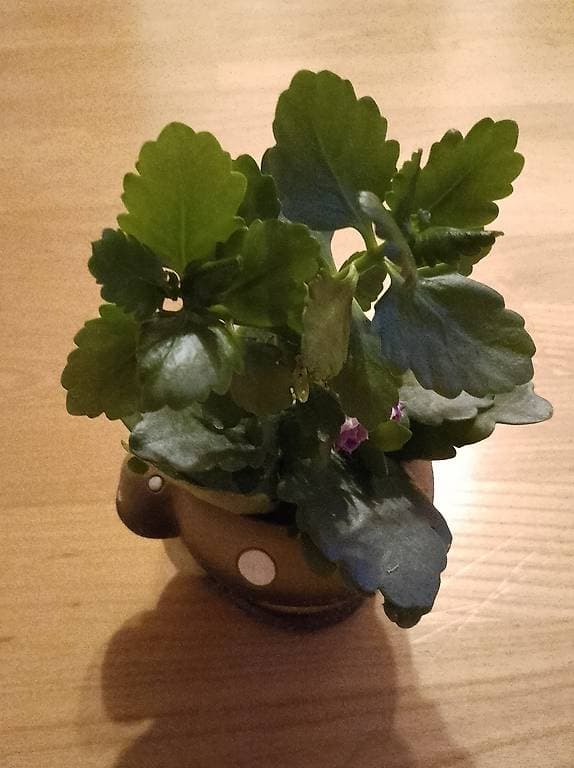 Kleine Pflanze zu verschenken