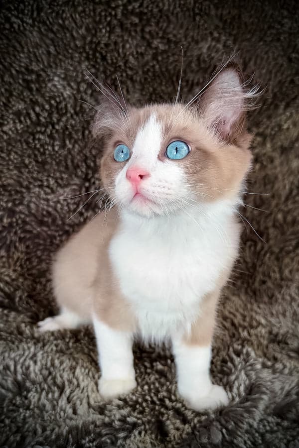 Entzückendes 4 Monate altes männliches Cherubim-Ragdoll-Kätzchen anhänglich, sanft für familie.