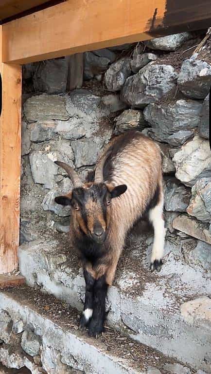 Chèvre à donner