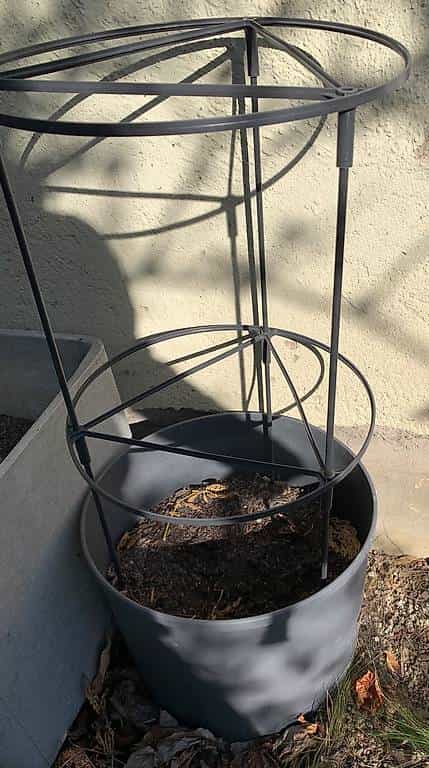 Topf für Tomaten Gemüse Kletterpflanzen