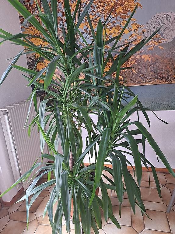 Yucca Pied d'éléphant d'intérieur