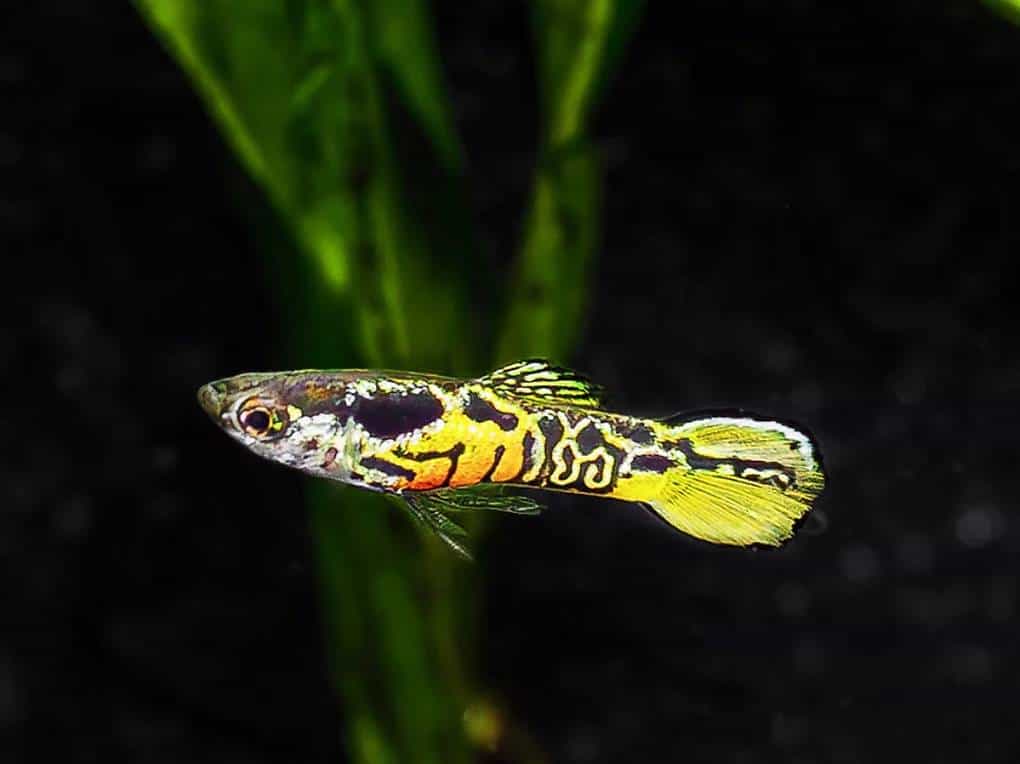 Bellissimi Endler Tiger e altri colori