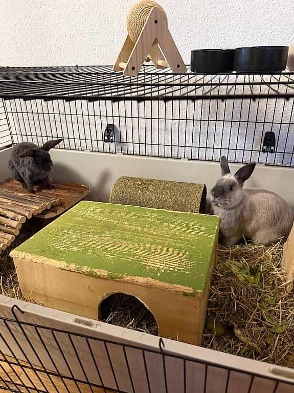 Hasen Fuffi und Bubi