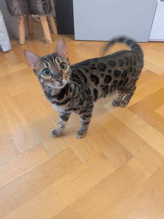 Chat Bengal