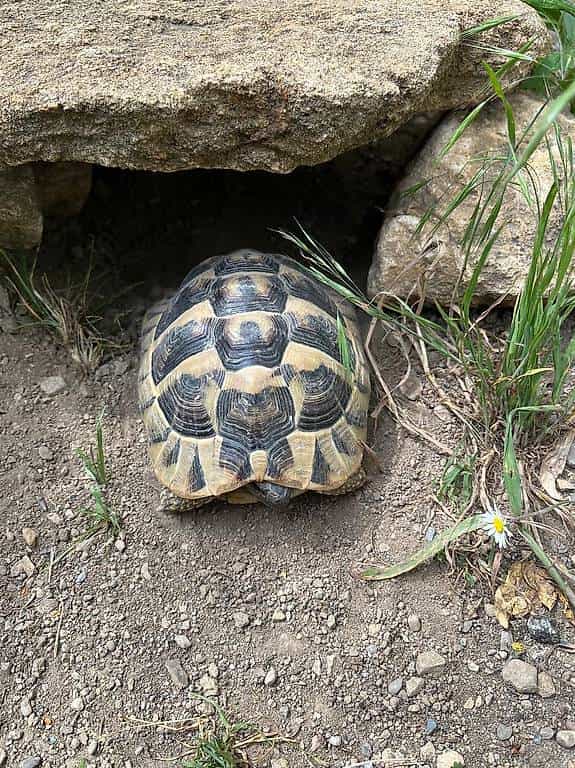 Tortue dHermann