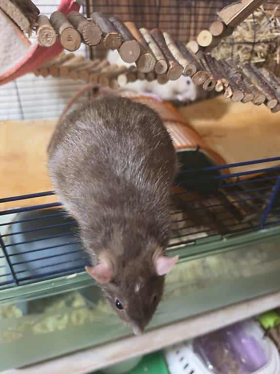 Rat mâle à adopter