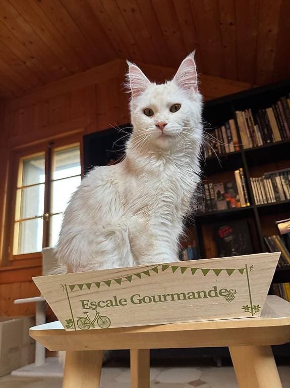Jeune Maine Coon blanche