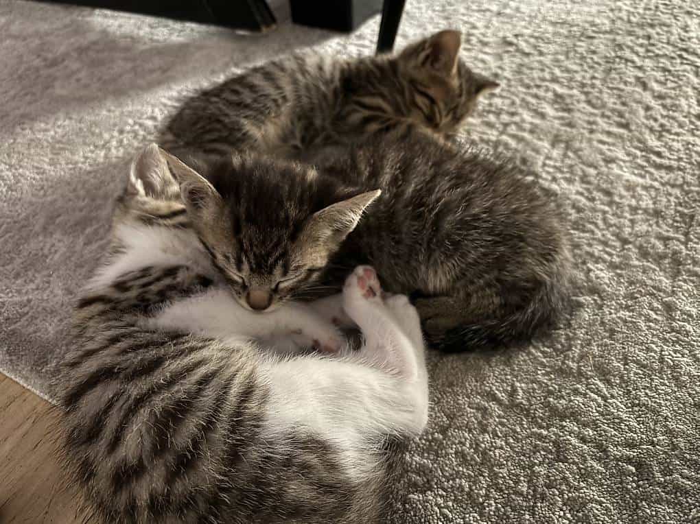 Junge Katzen
