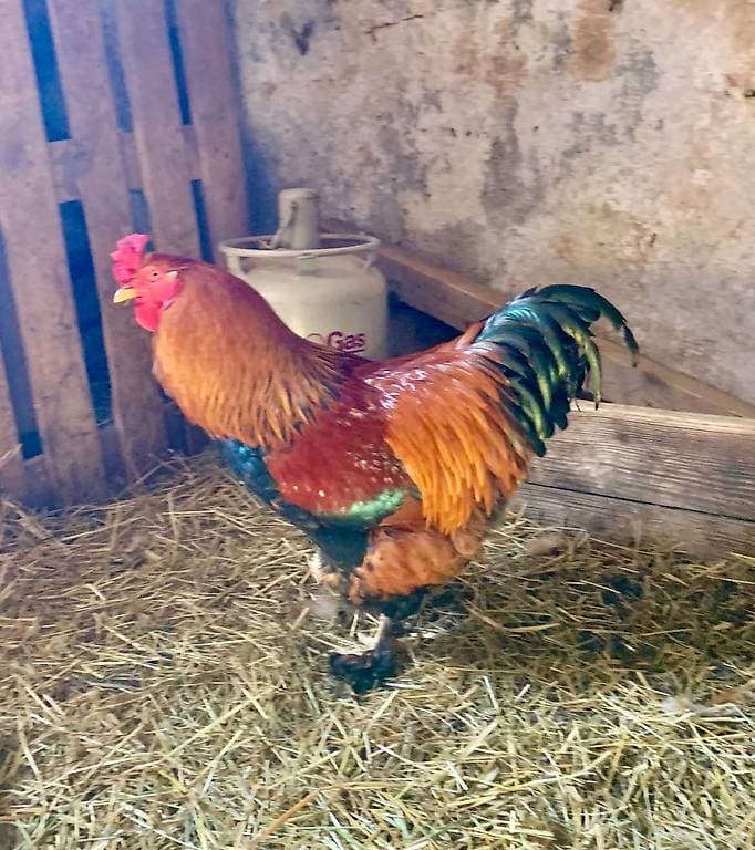 Coque de 3 ans à donner