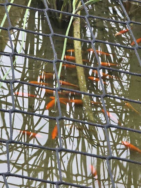 Poissons de bassin