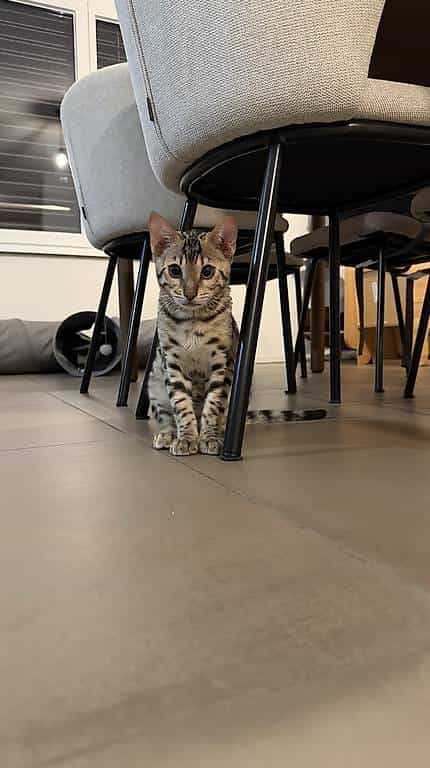 Bengal a donner