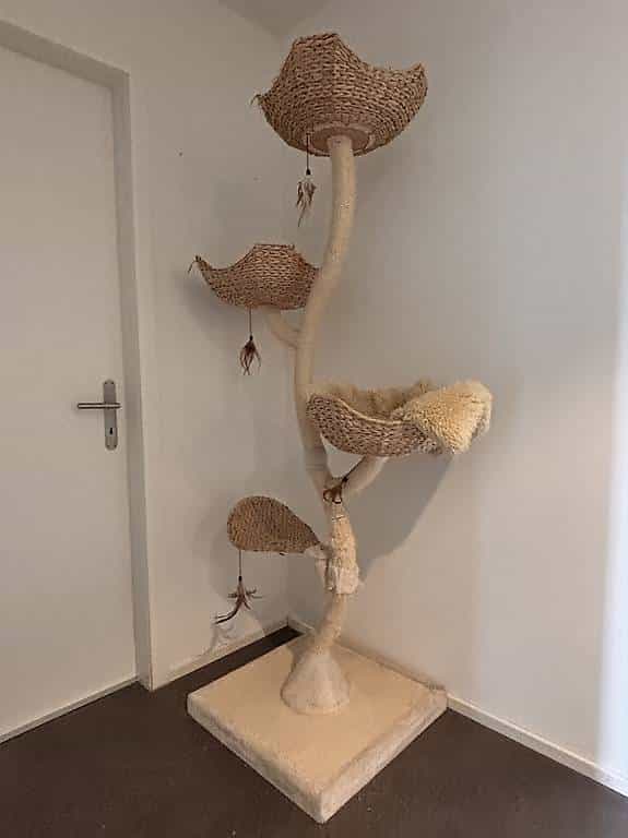 Grosser Katzenbaum