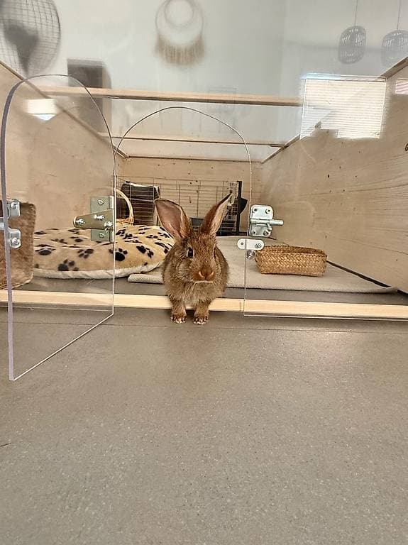 Jeune lapin