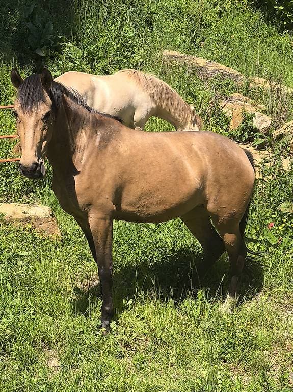 Chevaux, juments et poulains