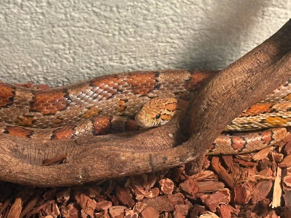 À donner serpent des blés