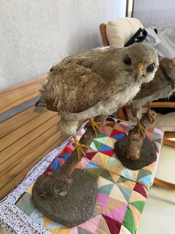 Ausgestopfte Vögel