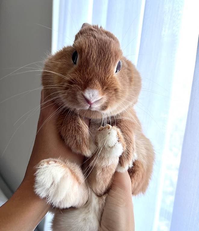 Lapin femelle à donner