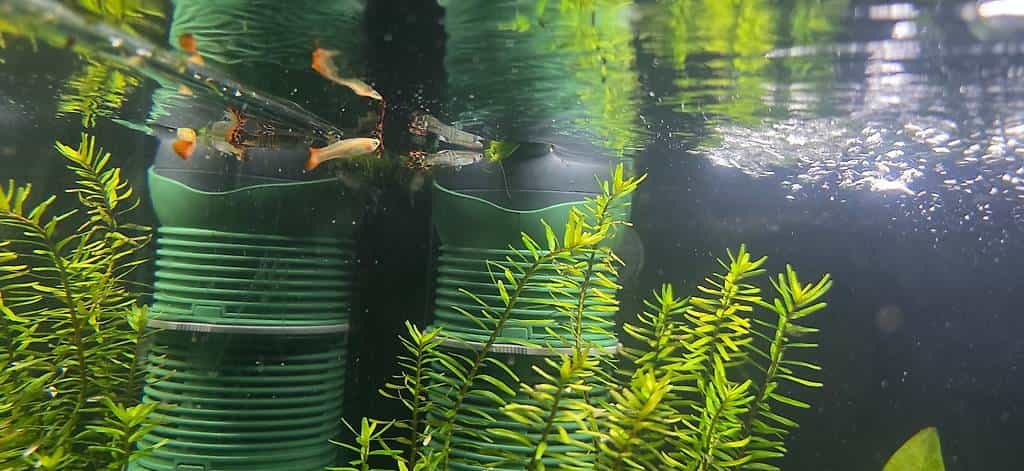 Poissons