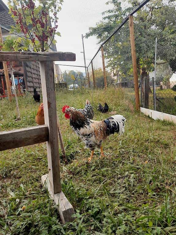 blumenhuhn hahn