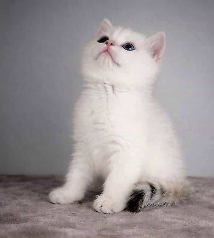 BKH - KITTEN