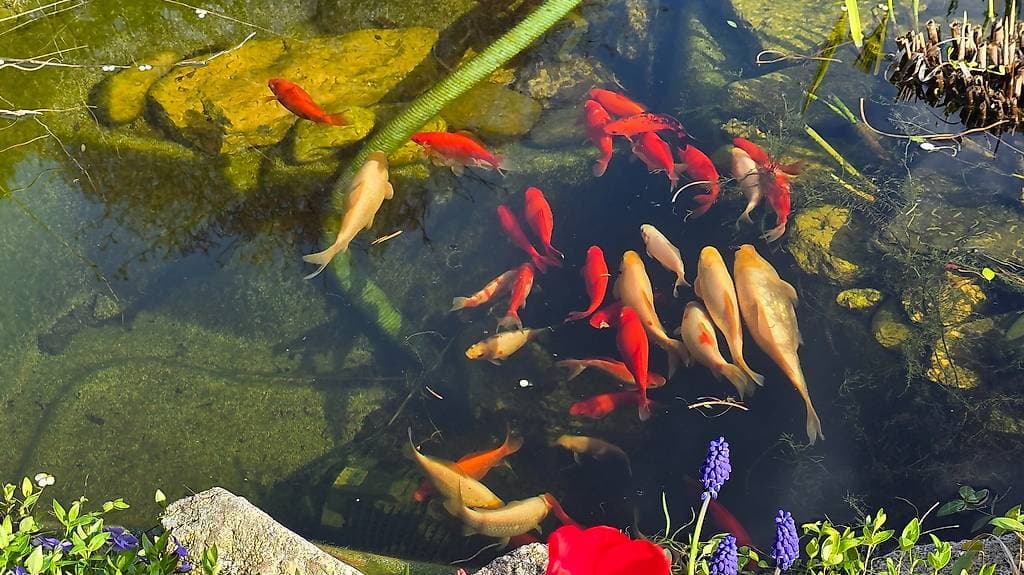 Goldfische gratis abzugeben