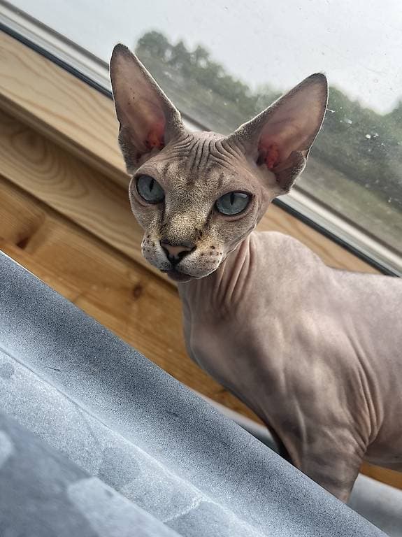 Cherche un amoureux pour notre belle Françoise