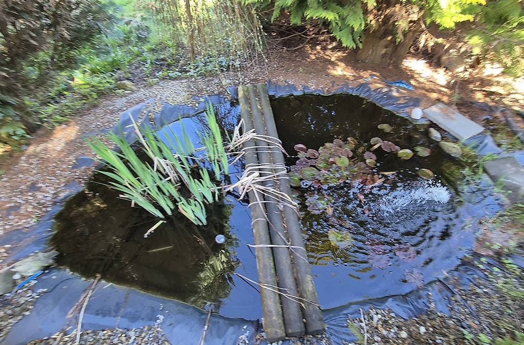 Kann max 3 Koi Karpfen ein zuhause bieten