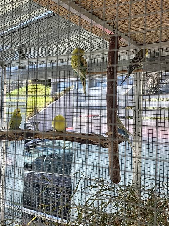 Rainbow Wellensittiche zu verschenken