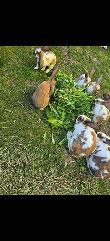 Kaninchen