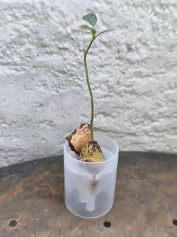 À donner Avocatier en pot