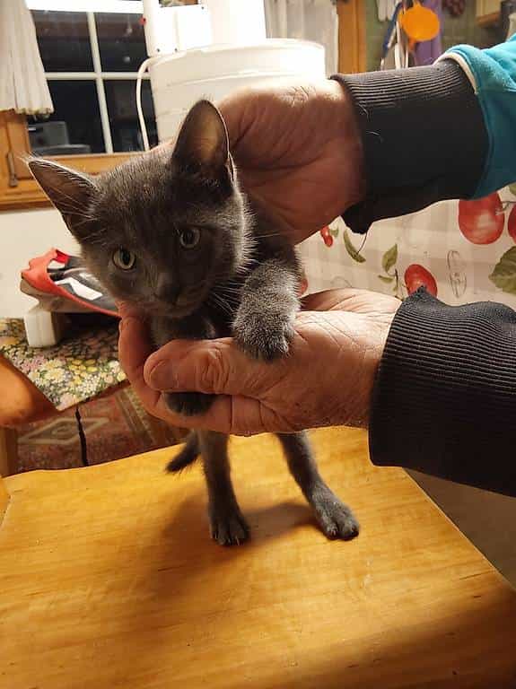 2x grauer Kater